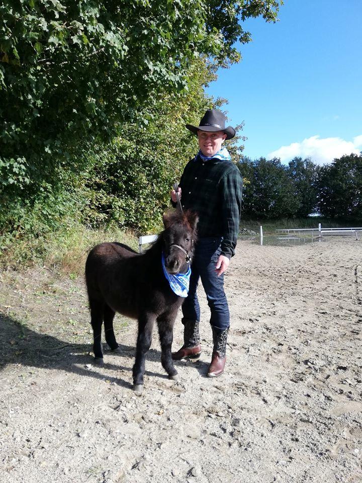 Shetlænder Nightdust billede 1