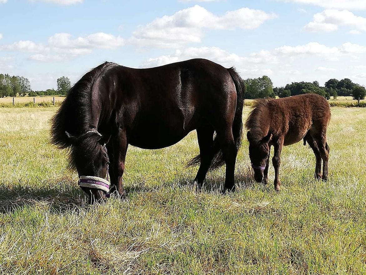 Shetlænder Nightdust billede 2