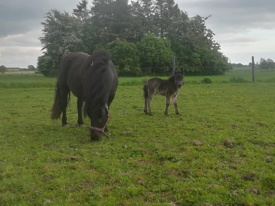 Shetlænder Nightdust billede 3