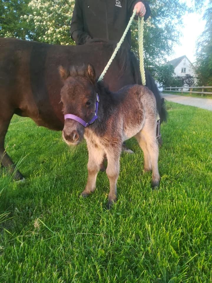Shetlænder Nightdust billede 4