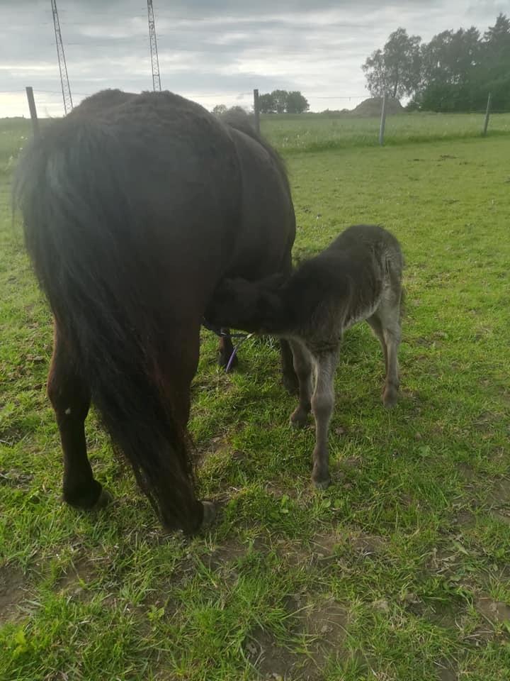 Shetlænder Nightdust billede 5