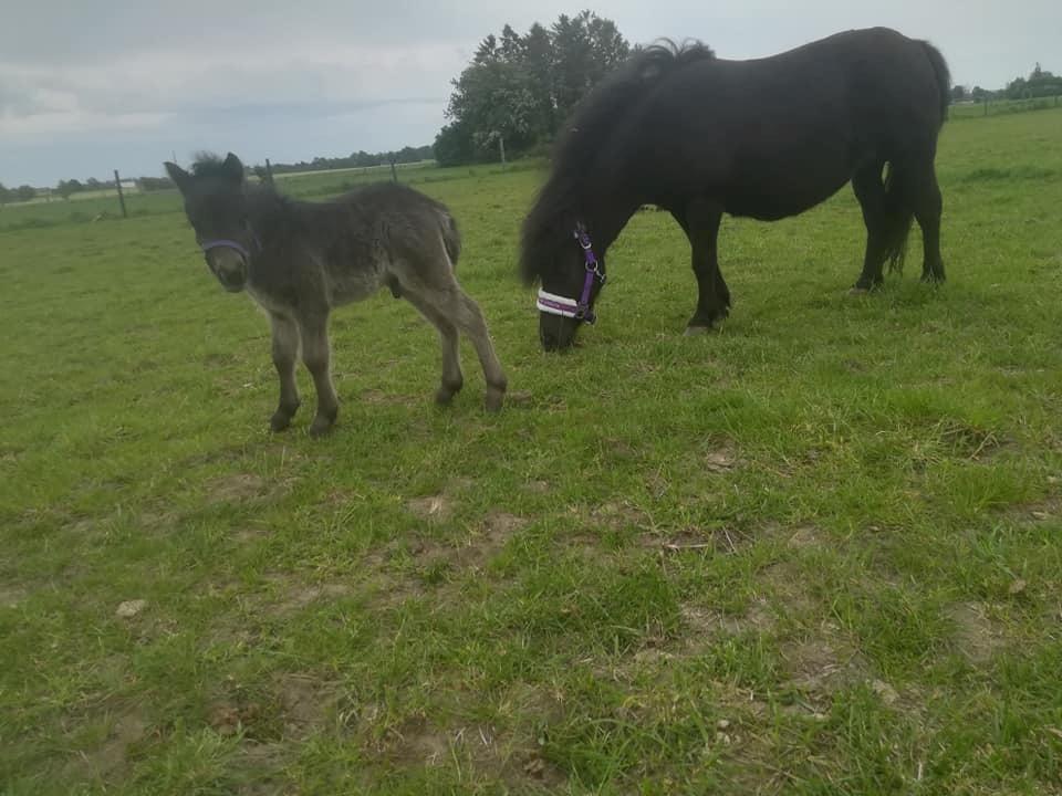 Shetlænder Nightdust billede 6