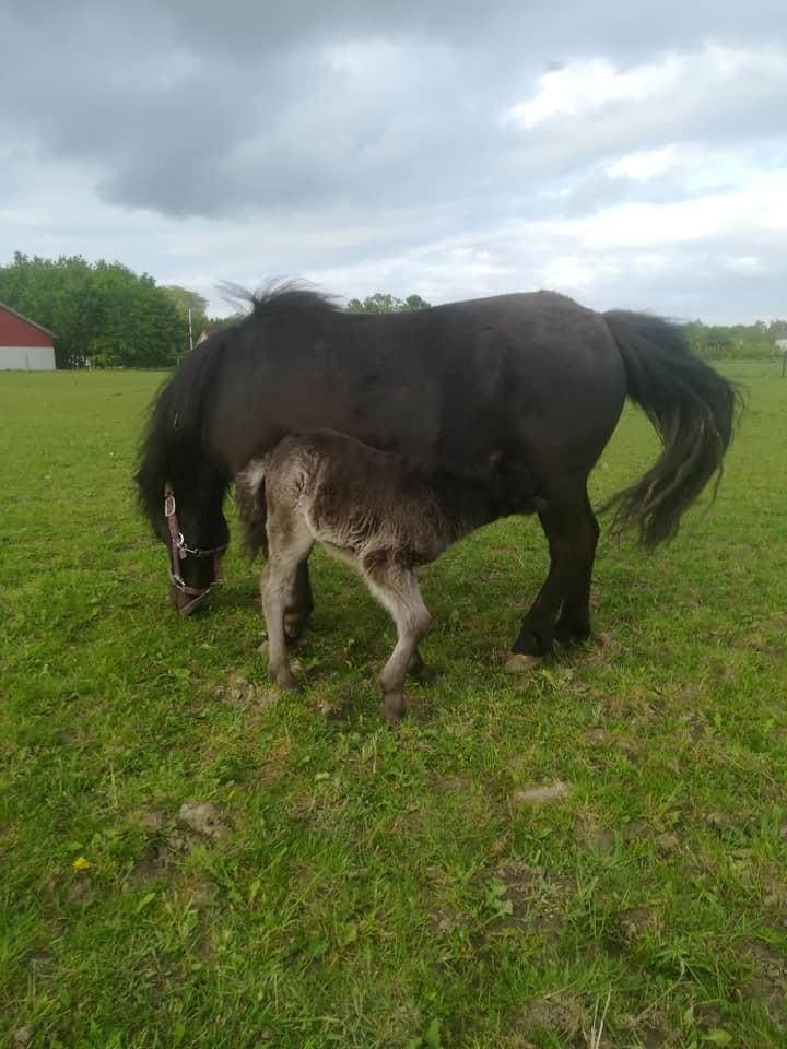 Shetlænder Nightdust billede 7