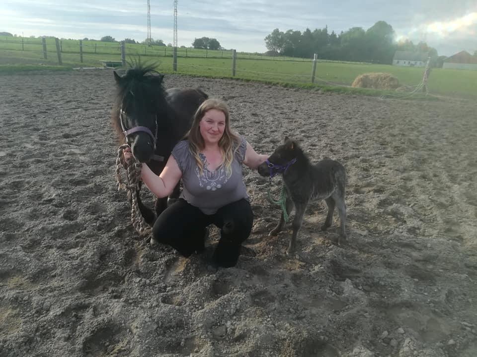 Shetlænder Nightdust billede 8