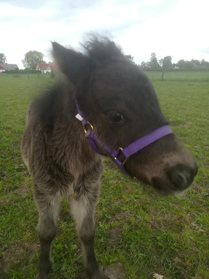 Shetlænder Nightdust billede 9