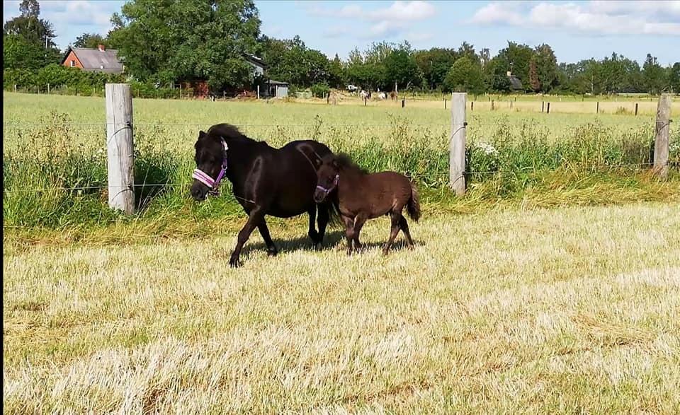 Shetlænder Nightdust billede 10