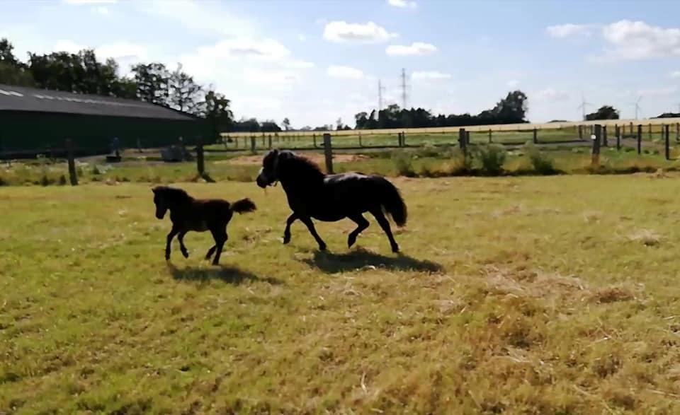 Shetlænder Nightdust billede 11