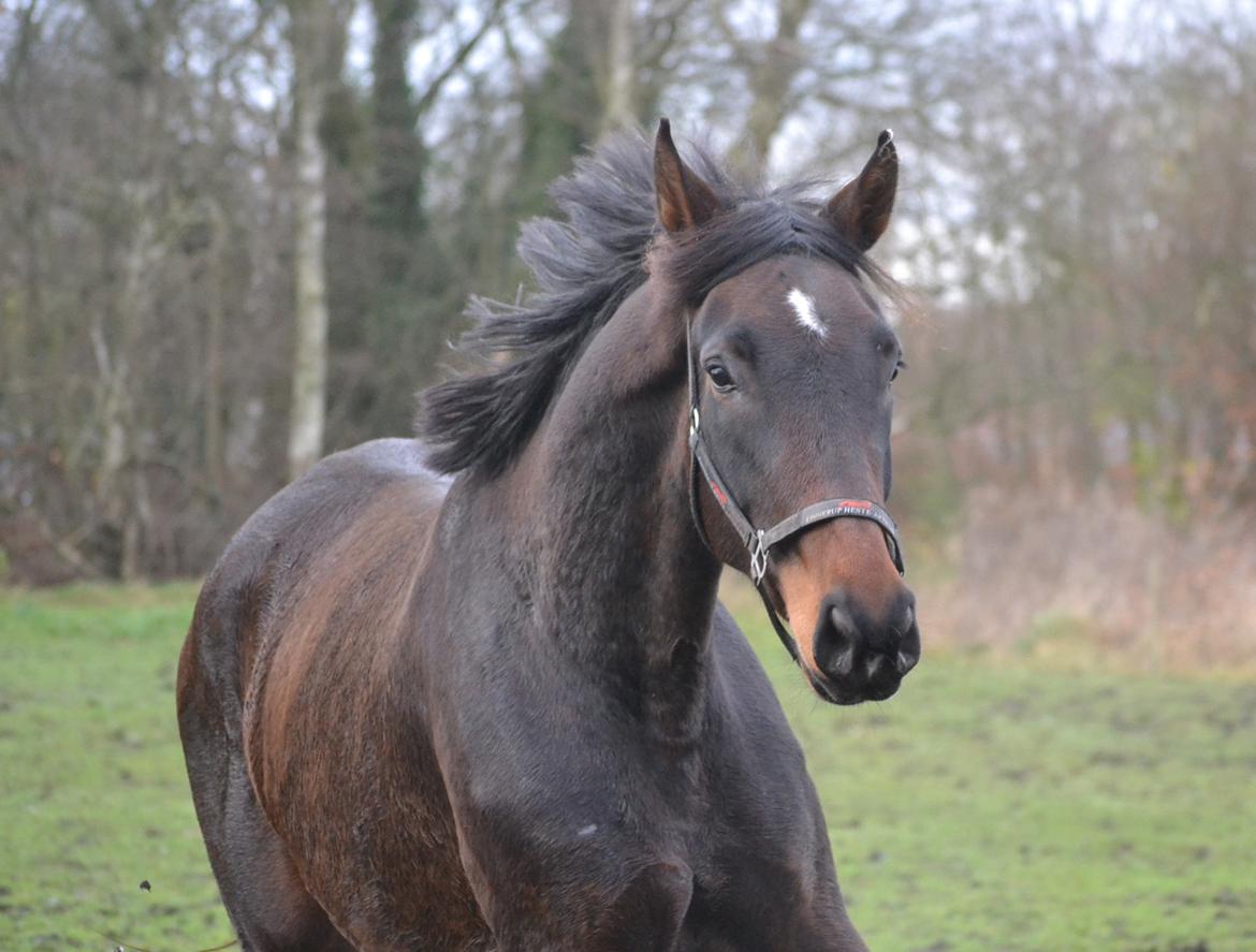 Dansk Varmblod Laetus ziva - SOLGT - D. 1/12-2019  billede 5