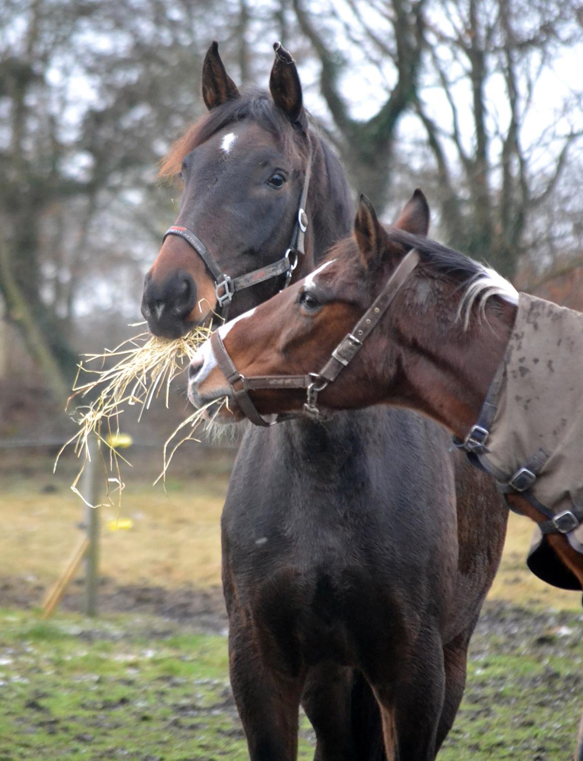 Dansk Varmblod Laetus ziva - SOLGT - D. 1/12-2019 billede 6