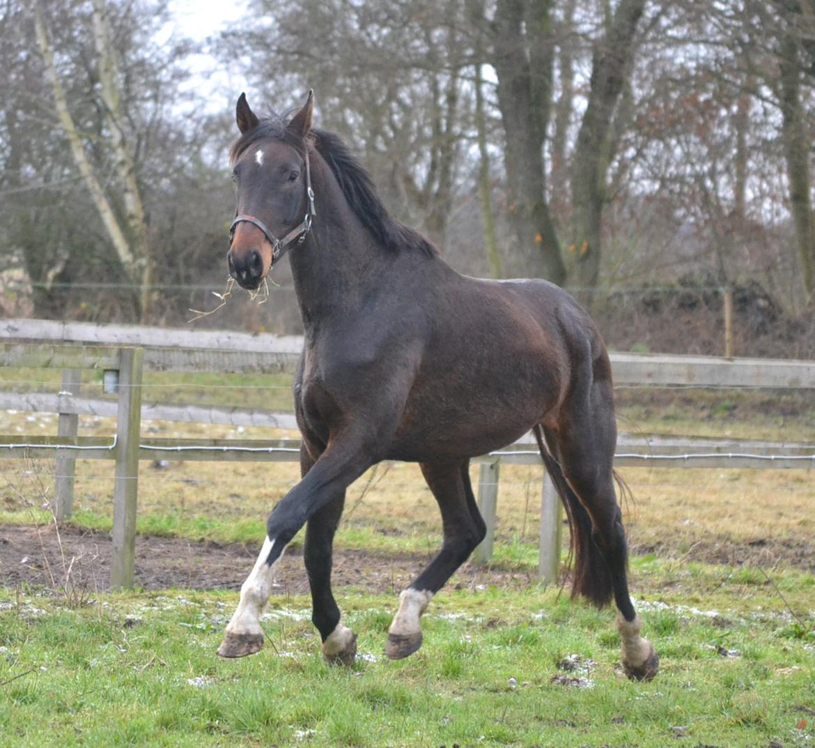 Dansk Varmblod Laetus ziva - SOLGT - D. 1/12-2019 billede 7