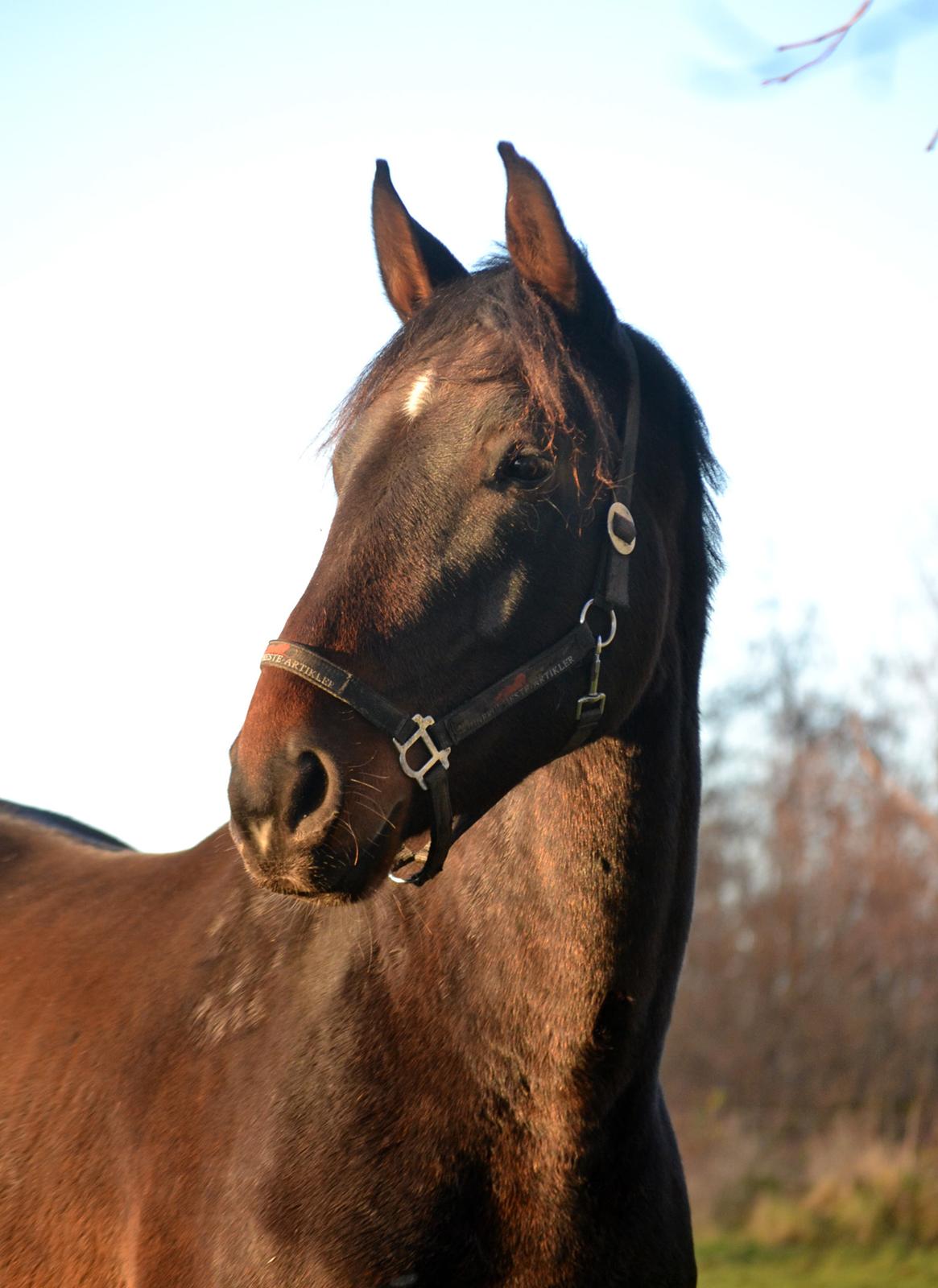 Dansk Varmblod Laetus ziva - SOLGT - D. 2/12-2019  billede 8