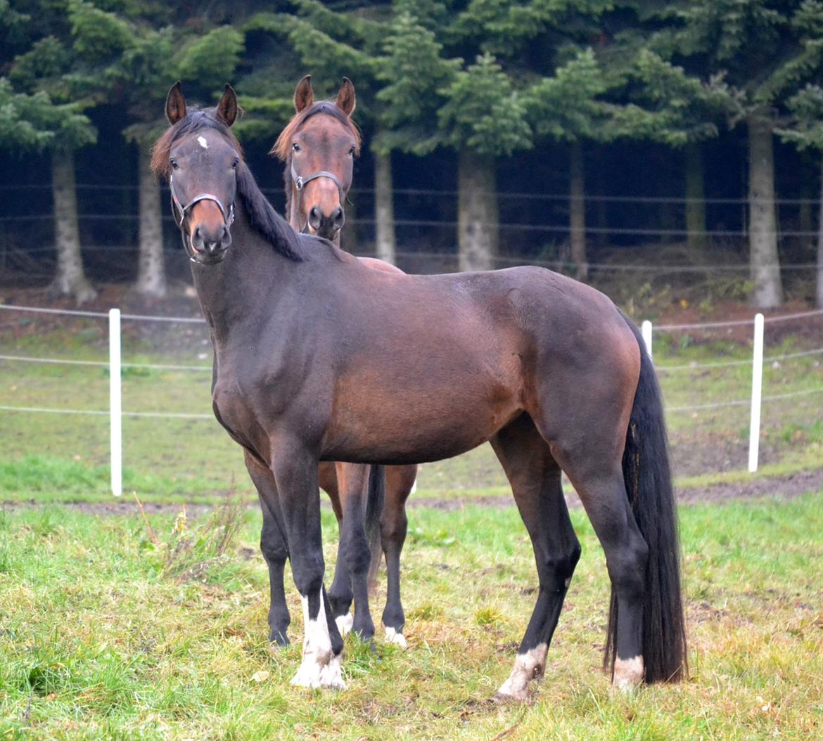 Dansk Varmblod Laetus ziva - SOLGT - D. 10/11-2019 Første gang vi har ude og se hende  billede 9