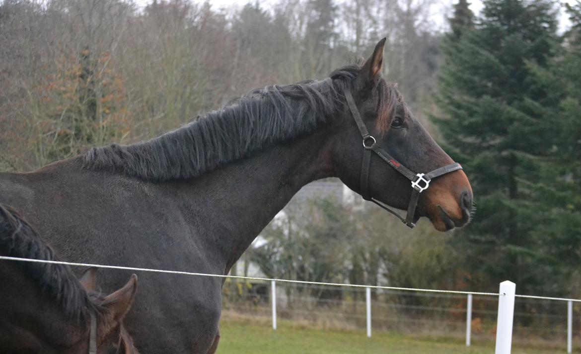 Dansk Varmblod Laetus ziva - SOLGT - D. 23/11-2019 Da vi var ude anden gang og se hende  billede 10