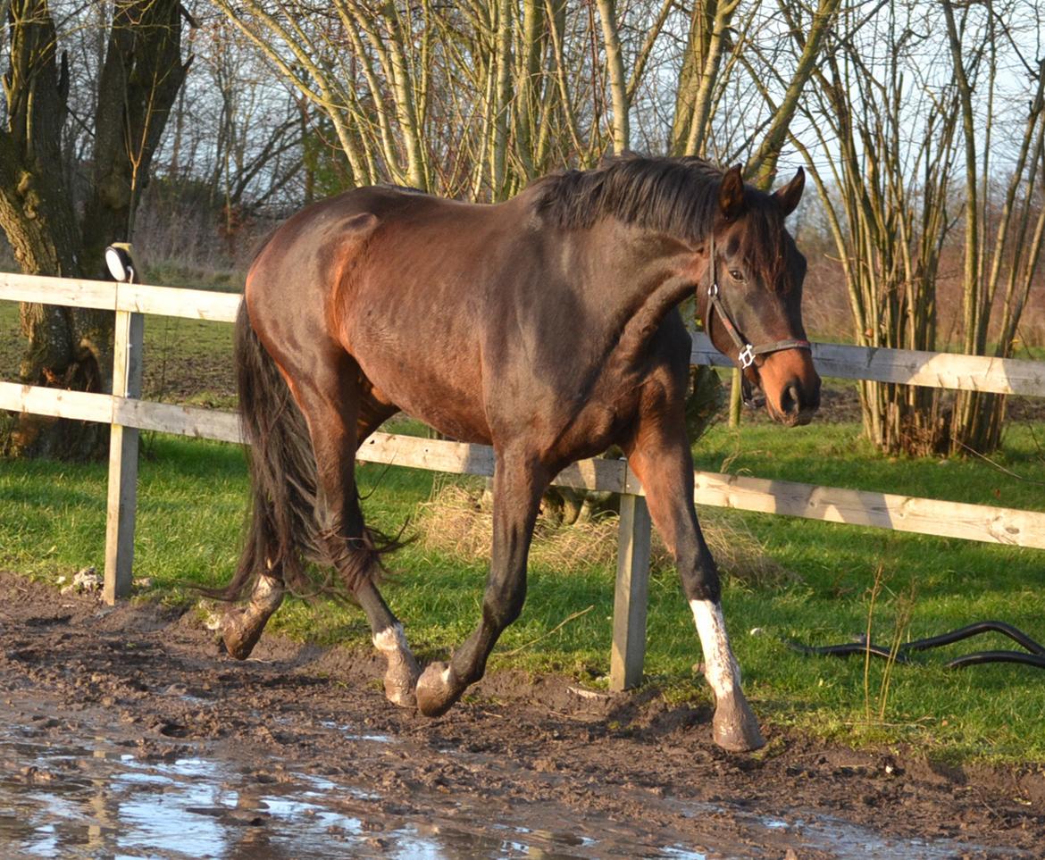 Dansk Varmblod Laetus ziva - SOLGT - D. 7/12-2019  billede 11