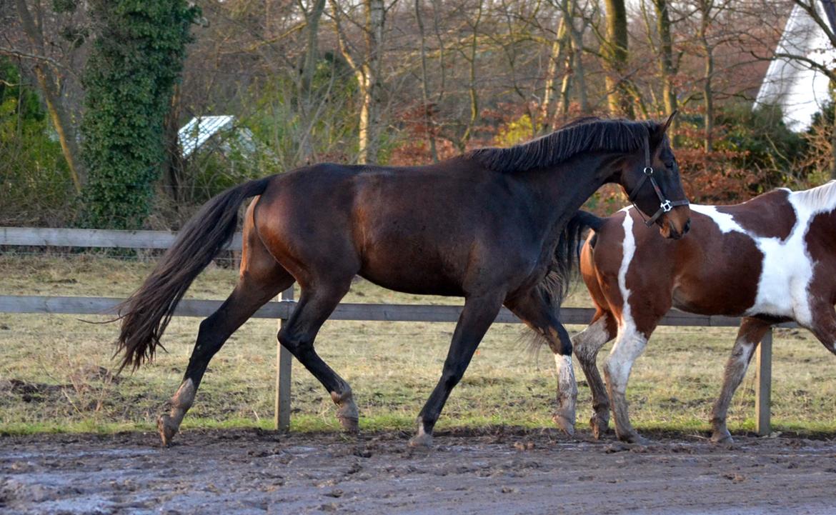 Dansk Varmblod Laetus ziva - SOLGT - D. 7/12-2019 billede 12