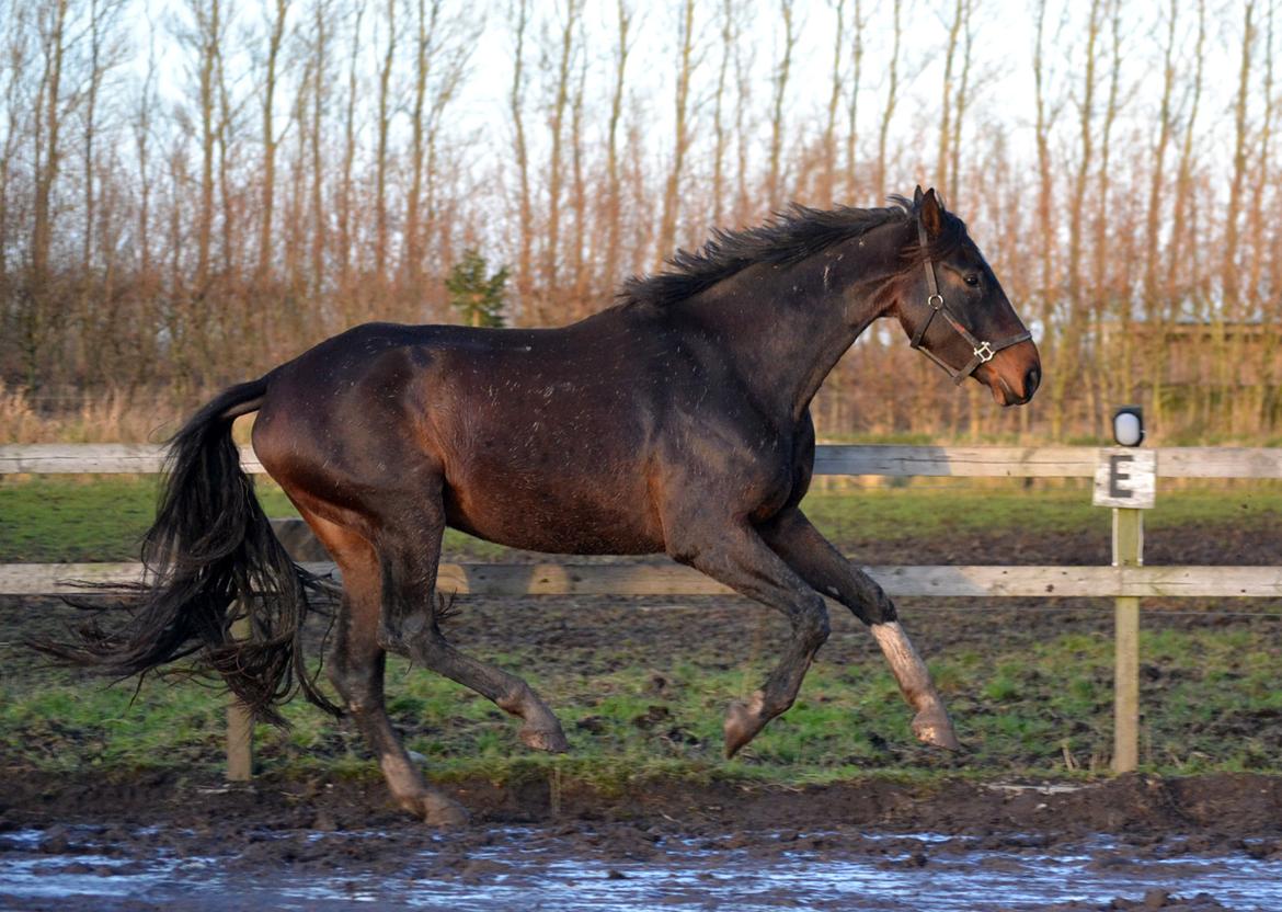 Dansk Varmblod Laetus ziva - SOLGT - D. 7/12-2019 billede 13