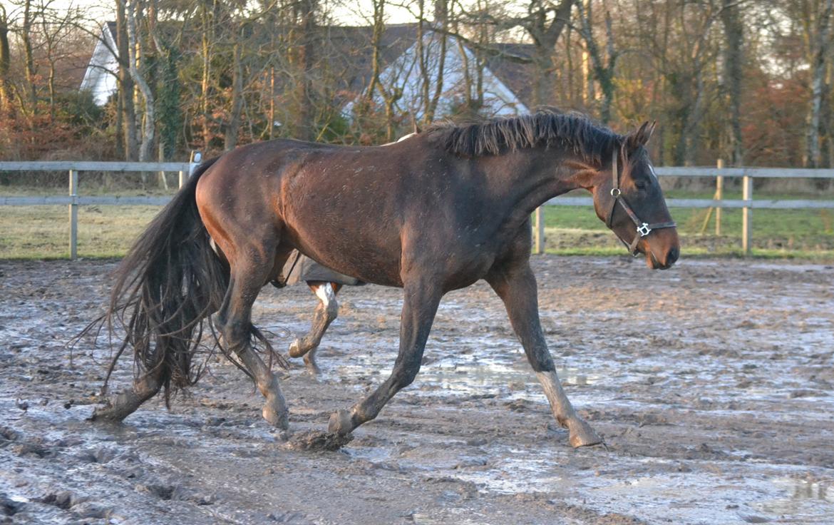 Dansk Varmblod Laetus ziva - SOLGT - D. 7/12-2019 billede 14