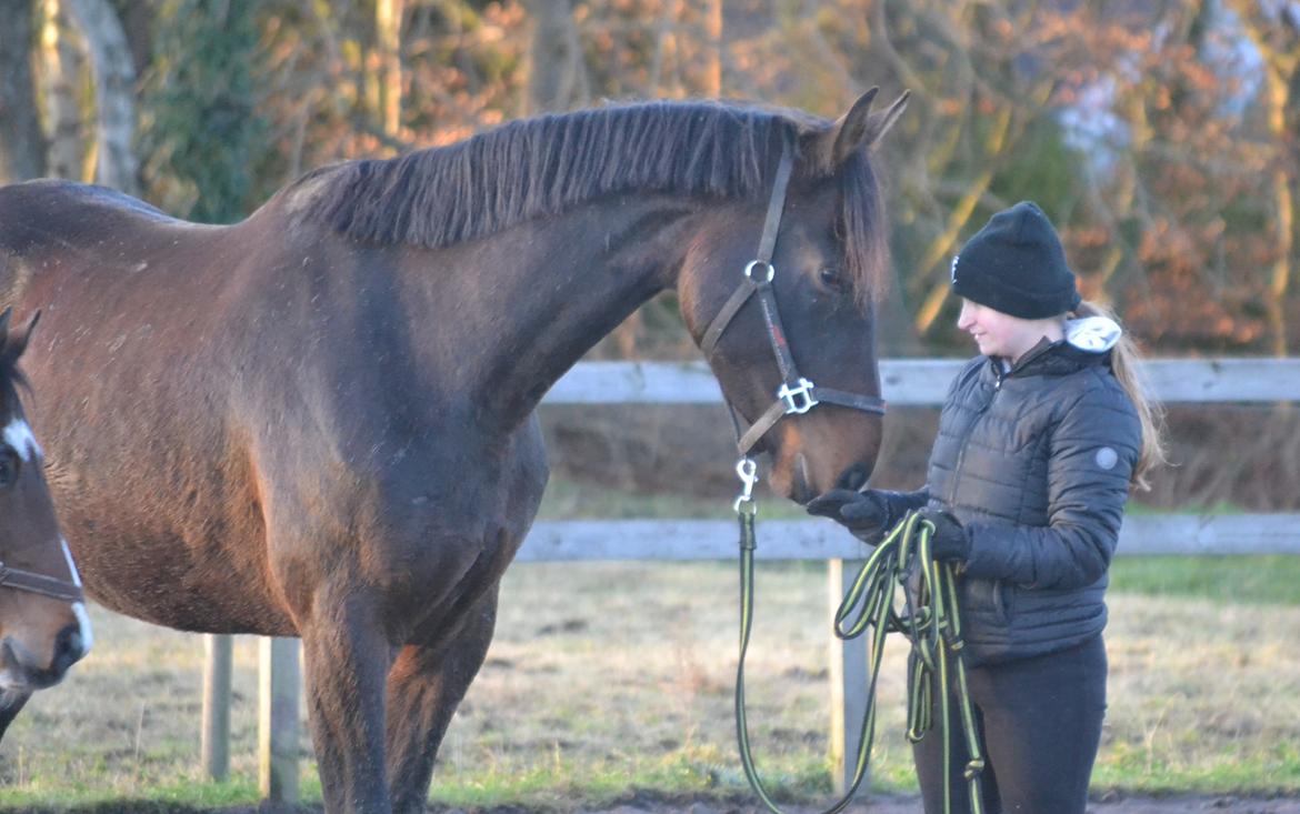 Dansk Varmblod Laetus ziva - SOLGT - D. 7/12-2019 billede 15