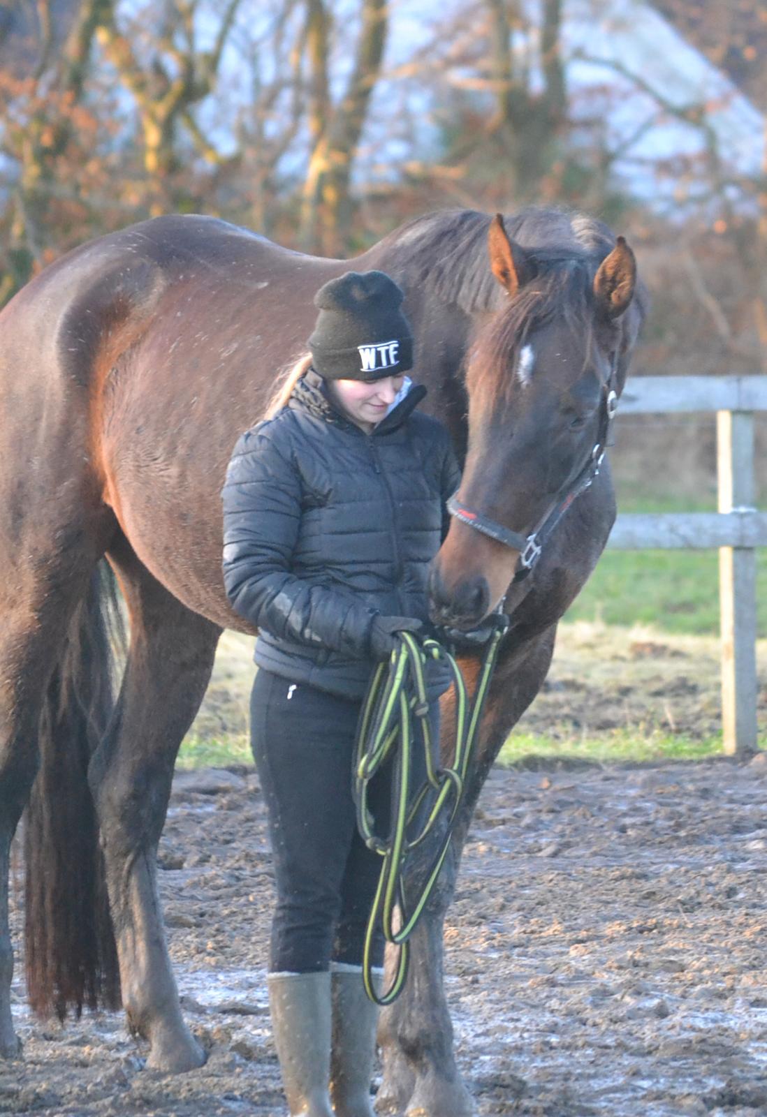 Dansk Varmblod Laetus ziva - SOLGT - D. 7/12-2019 billede 16
