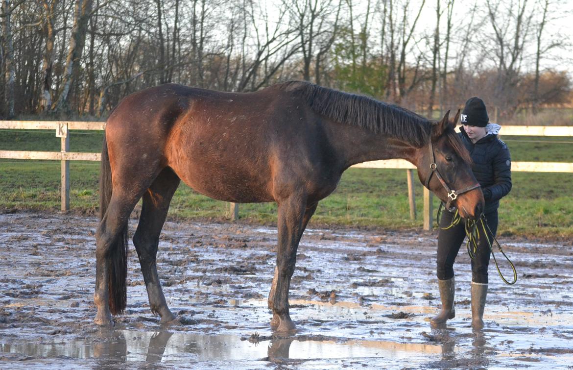 Dansk Varmblod Laetus ziva - SOLGT - D. 7/12-2019 billede 18