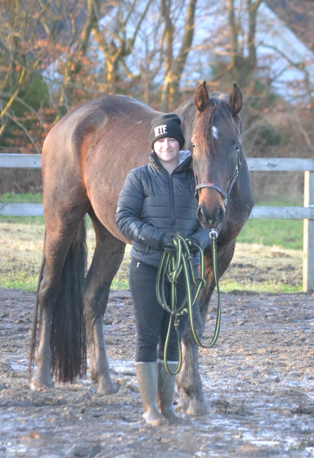 Dansk Varmblod Laetus ziva - SOLGT - D. 7/12-2019 billede 17
