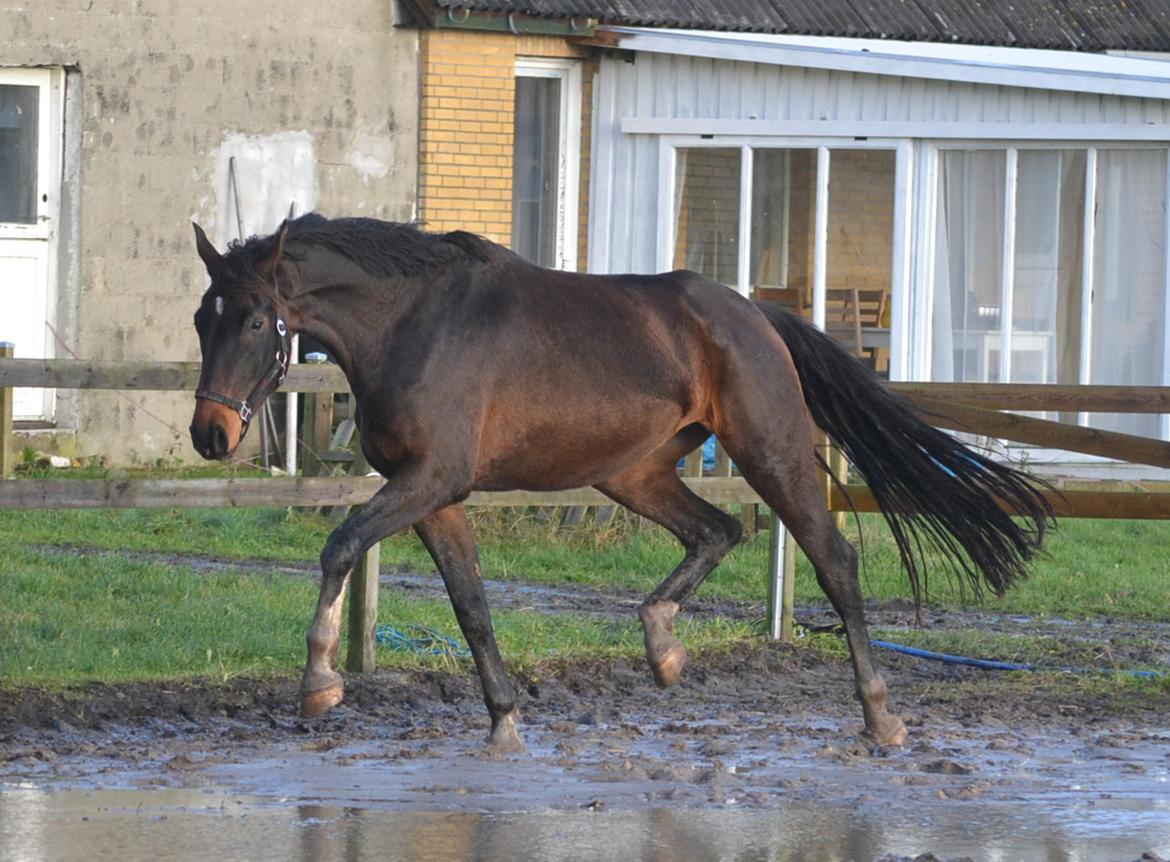 Dansk Varmblod Laetus ziva - SOLGT - D. 8/12-2019 billede 19
