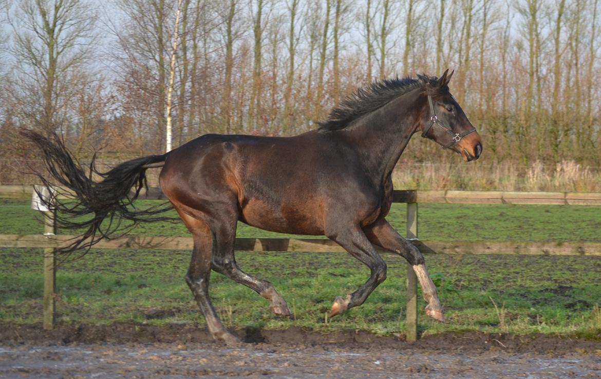 Dansk Varmblod Laetus ziva - SOLGT - D. 8/12-2019 billede 4