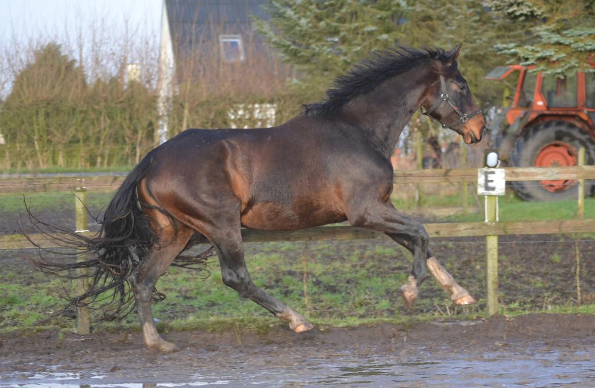Dansk Varmblod Laetus ziva - SOLGT - D. 8/12-2019 billede 20