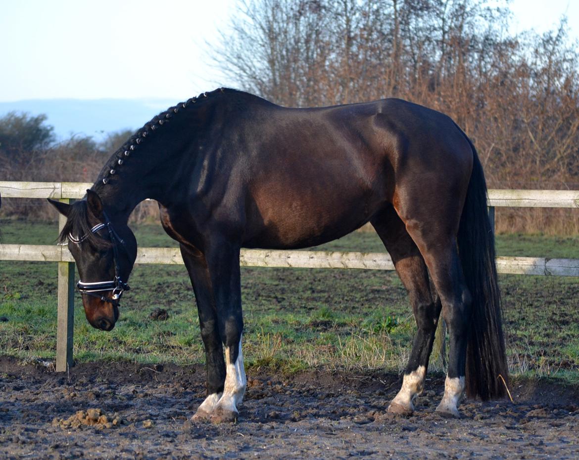 Dansk Varmblod Laetus ziva - SOLGT - D. 26/12-2019 billede 3