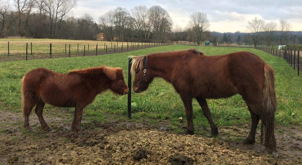 Islænder Perla Prinsessa fra Maag Kongenshøj - Første møde med Tinka - December 2019 billede 7