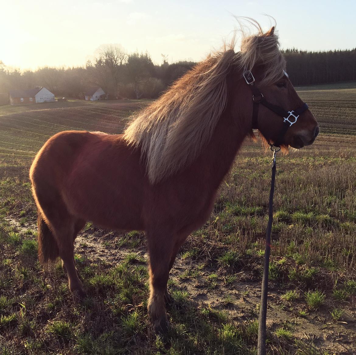 Islænder Perla Prinsessa fra Maag Kongenshøj - December 2019 billede 3