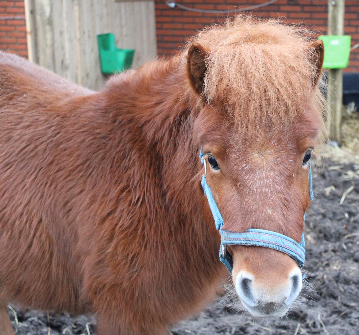 Shetlænder Bertram billede 5