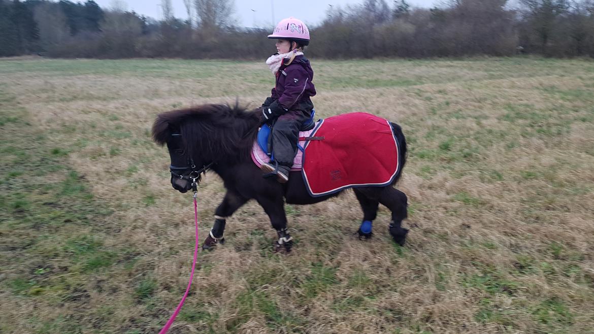 Shetlænder Skovlundens lea billede 11