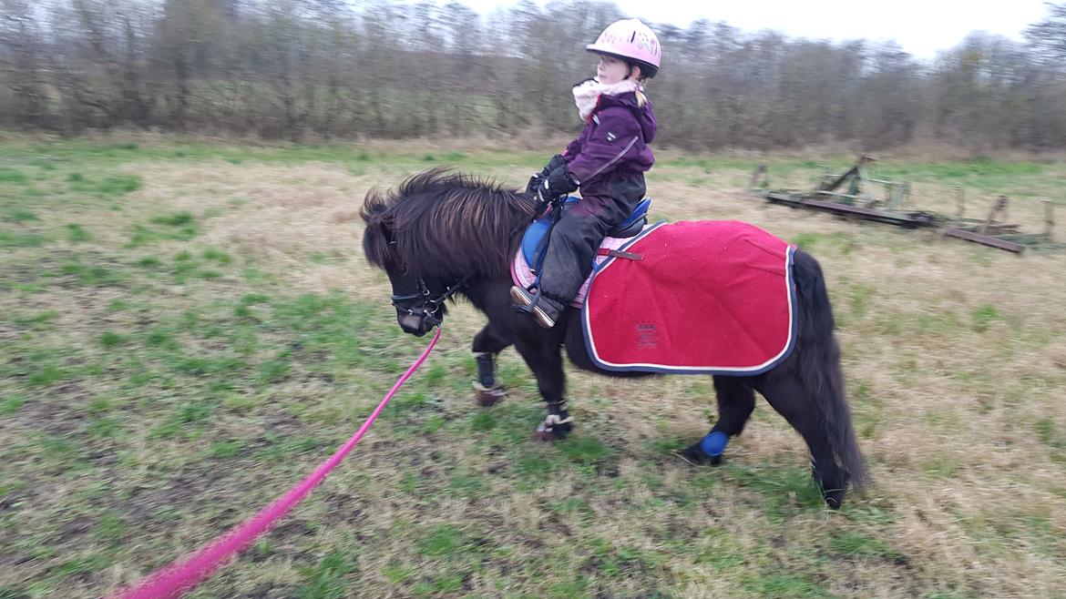 Shetlænder Skovlundens lea billede 12