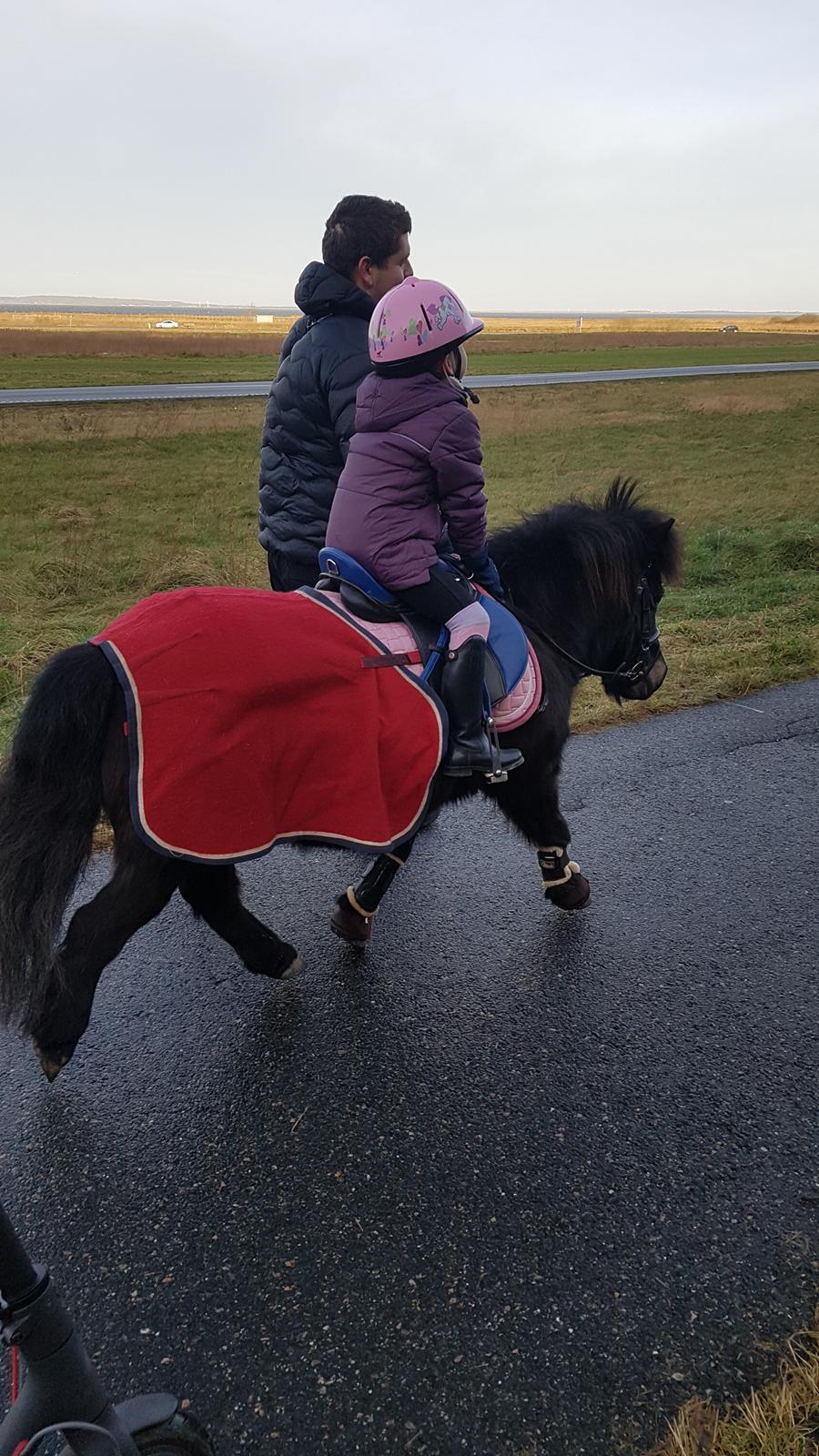 Shetlænder Skovlundens lea billede 6