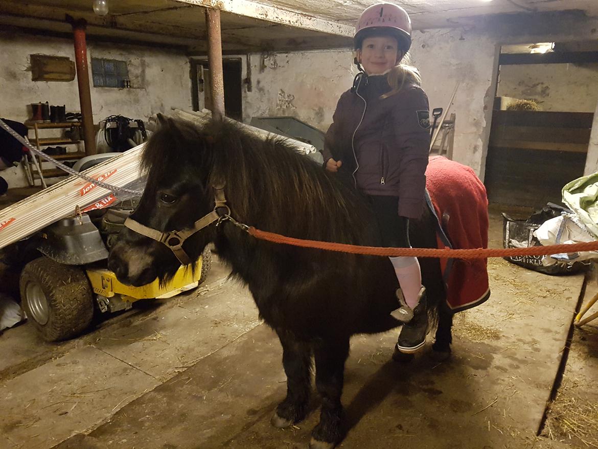 Shetlænder Skovlundens lea billede 13