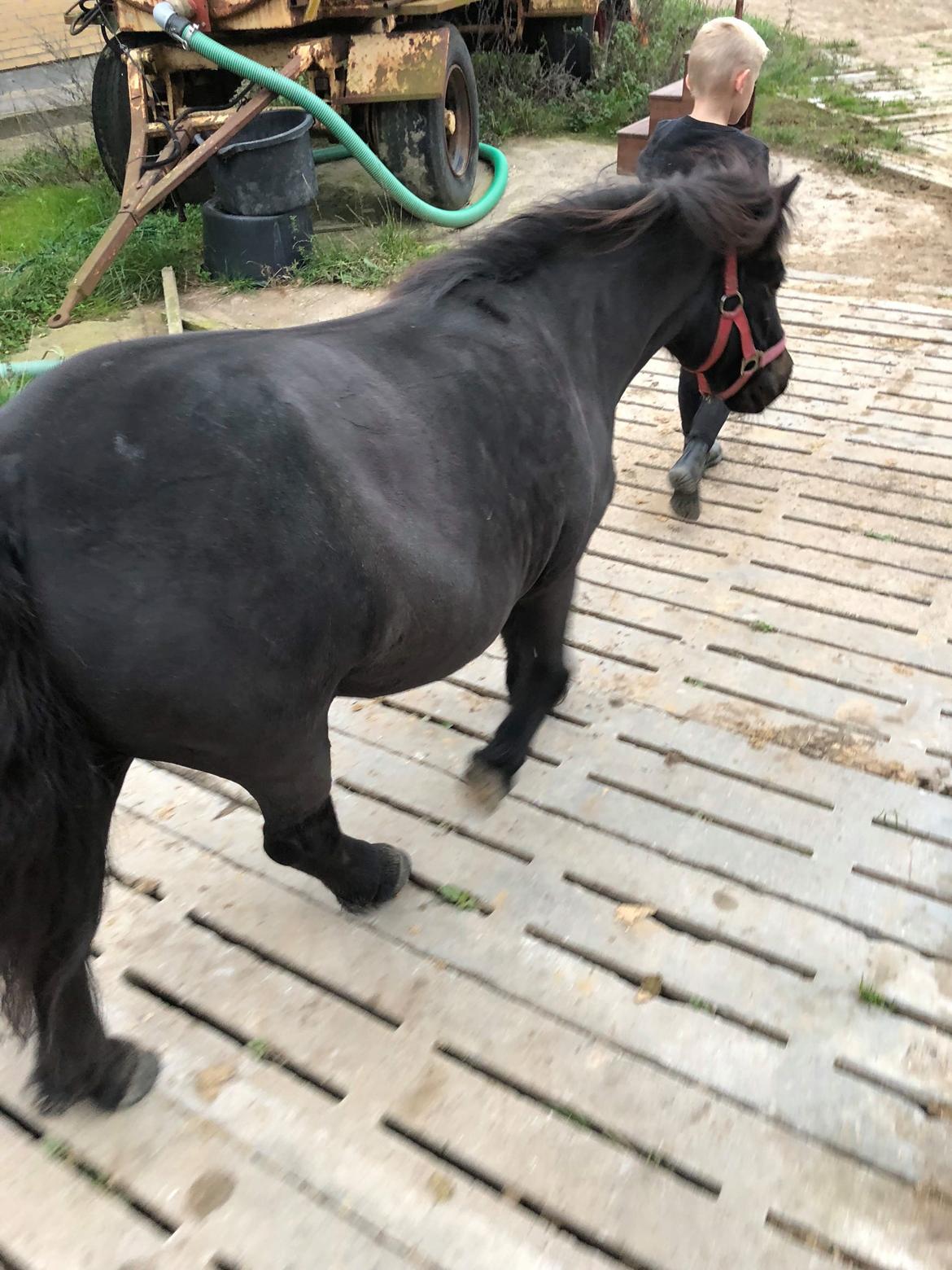 Shetlænder Skovlundens lea billede 15