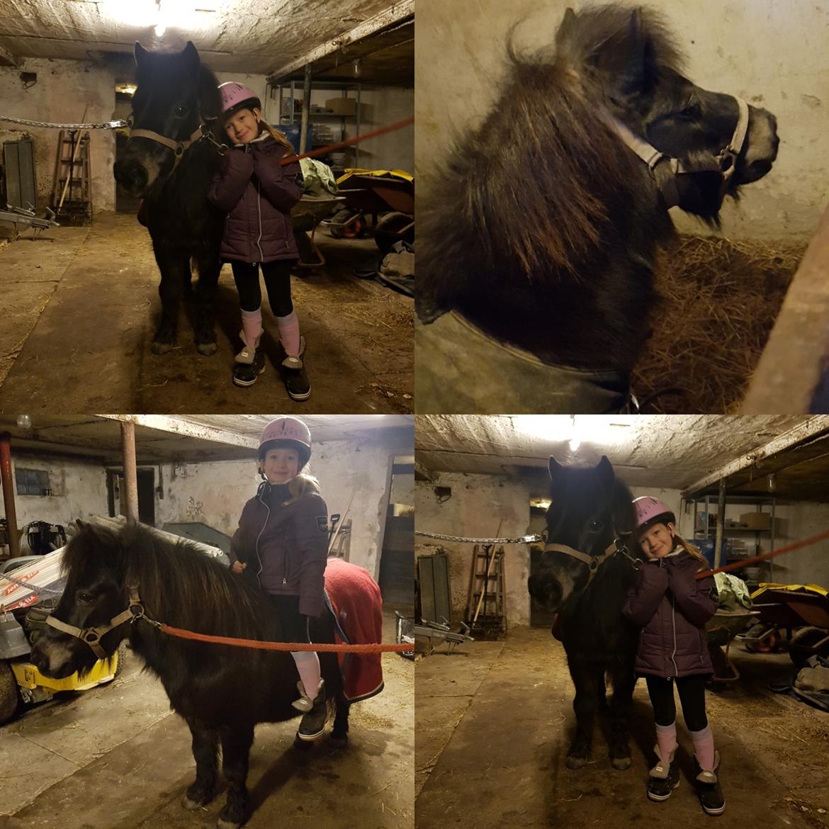 Shetlænder Skovlundens lea billede 16