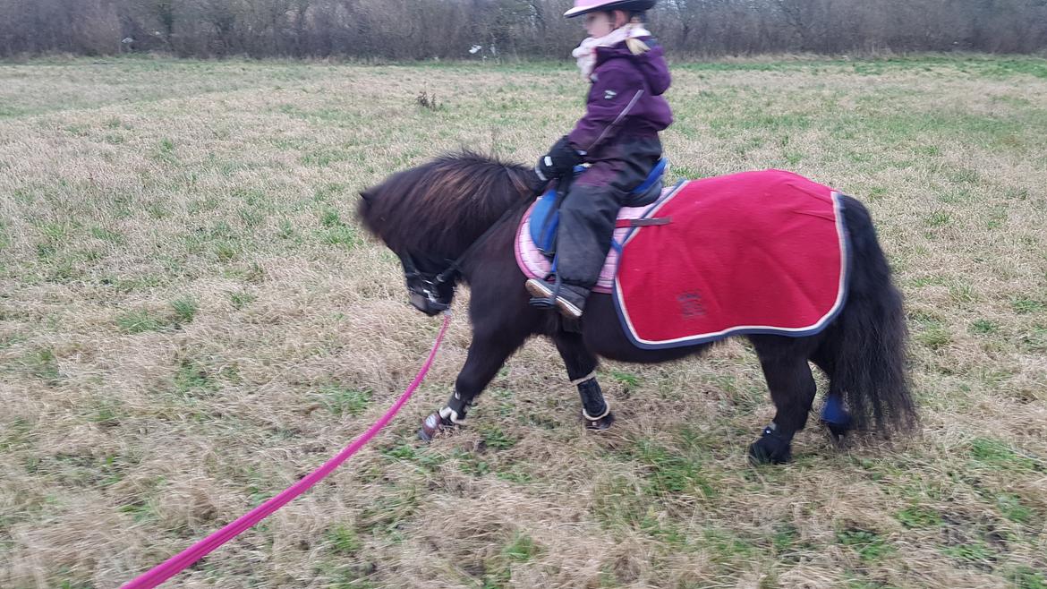 Shetlænder Skovlundens lea billede 10