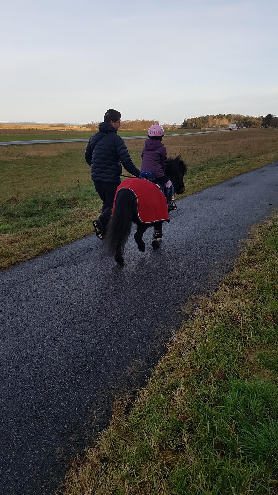 Shetlænder Skovlundens lea billede 8