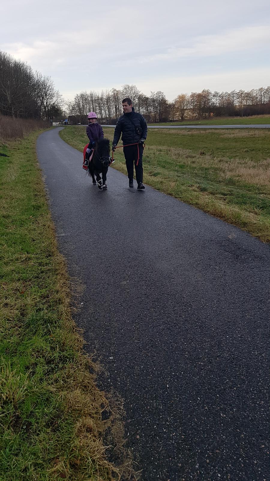 Shetlænder Skovlundens lea billede 9