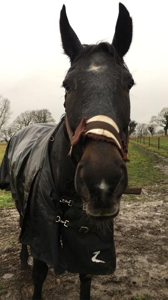 Oldenborg Schousboe's Rebus billede 8