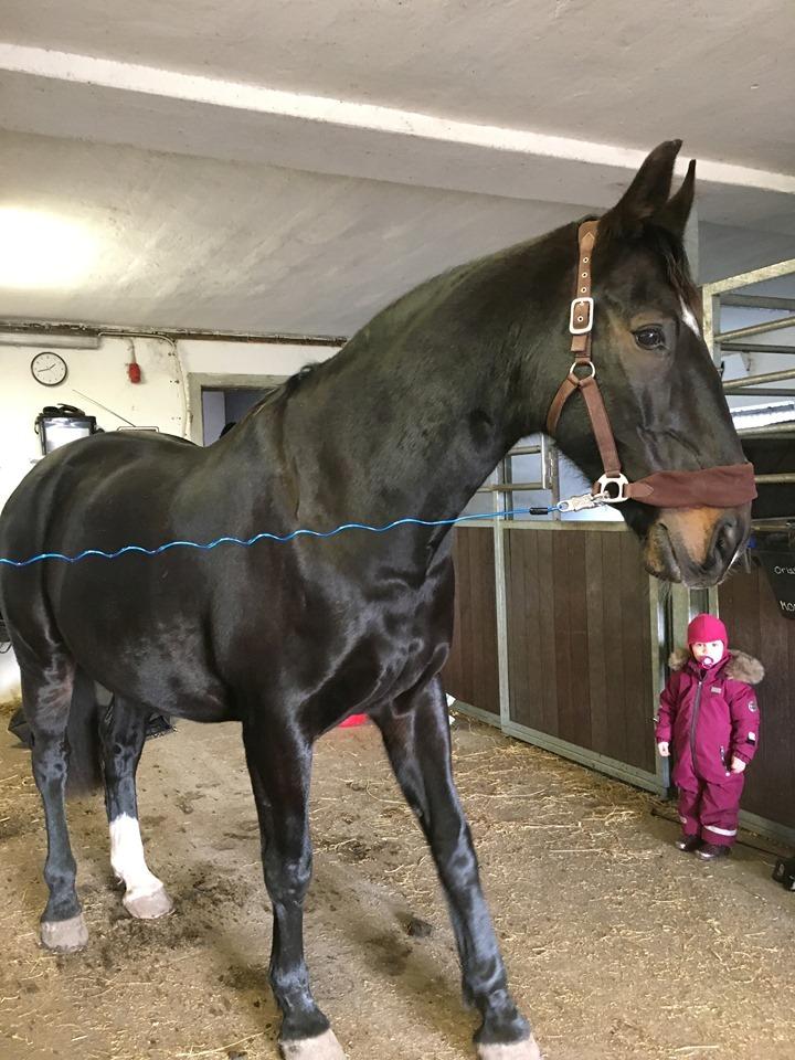 Oldenborg Schousboe's Rebus billede 12