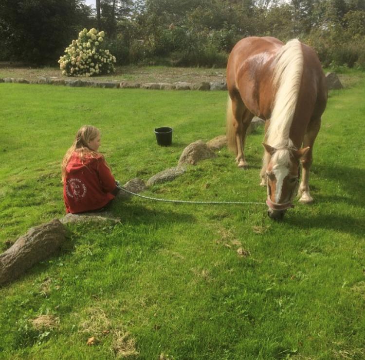 Haflinger Kim van de Mini hoeve. billede 1