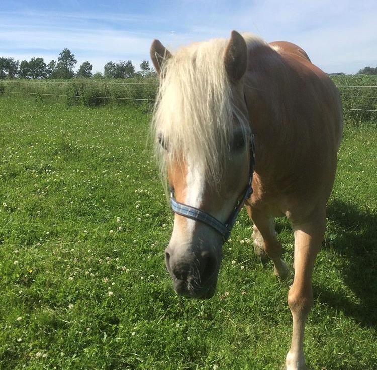 Haflinger Kim van de Mini hoeve. billede 3