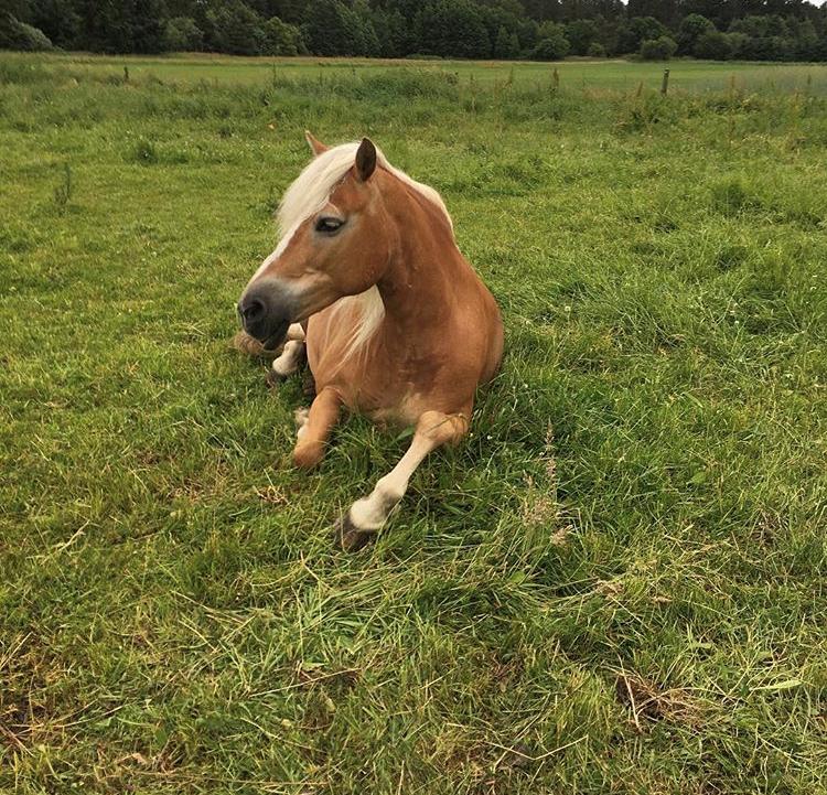 Haflinger Kim van de Mini hoeve. billede 5