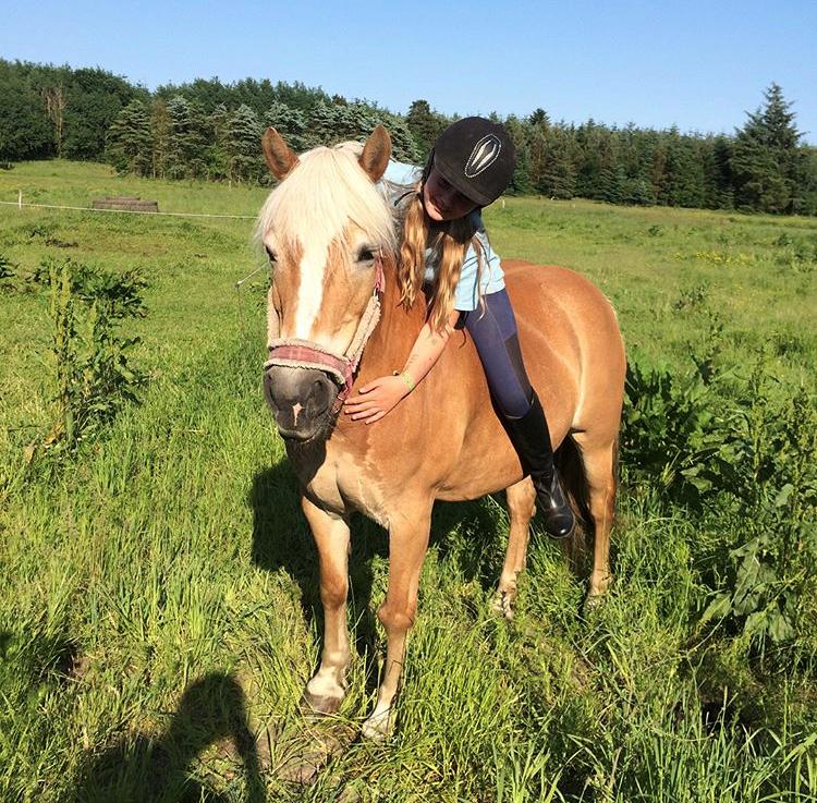 Haflinger Kim van de Mini hoeve. billede 7