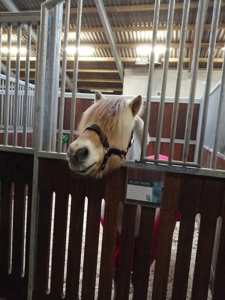 Fjordhest Sylvfin Skovå - Sødeste pony i boksen på Blue Hors, der var lidt højt op til det hele xD billede 5