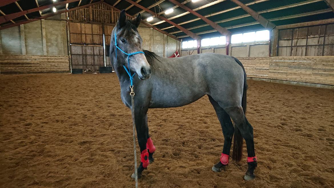 Trakehner Perfect By KMH R:I:P billede 6