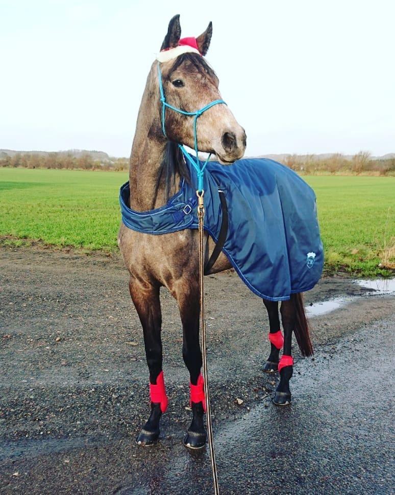 Trakehner Perfect By KMH R:I:P billede 7